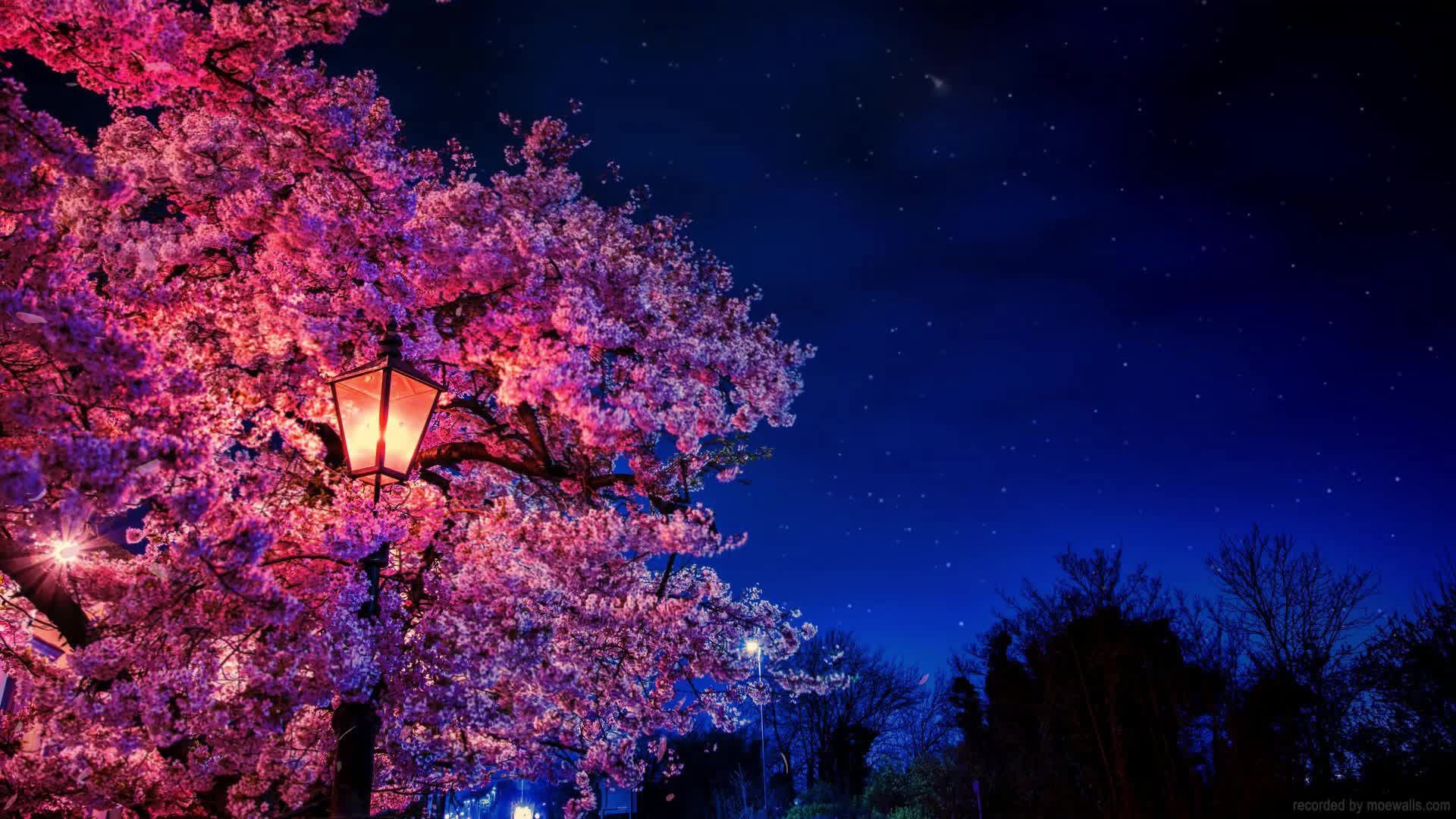 Anime Night Sakura Live Wallpaper