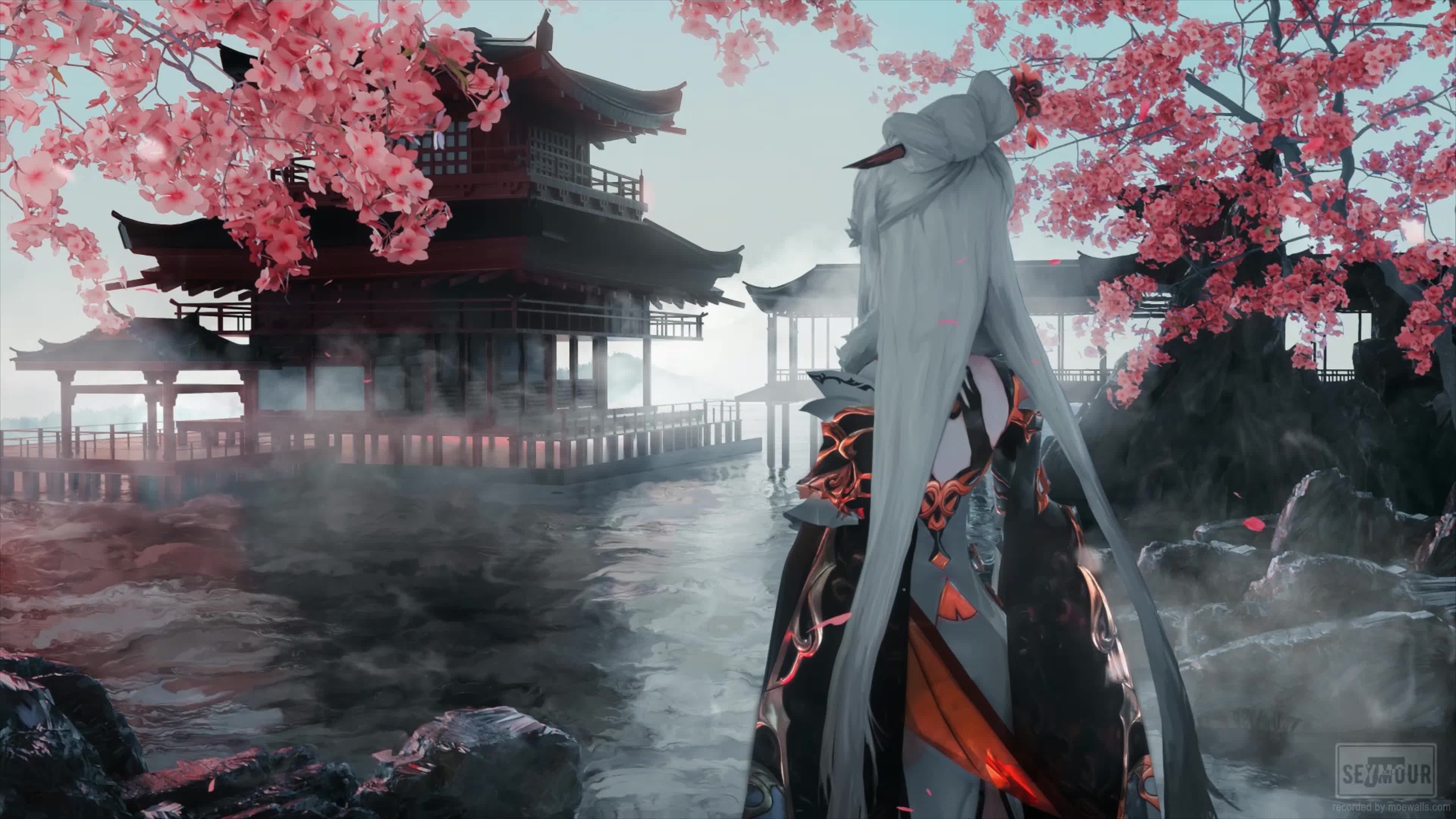 Anime Ningguang Sakura Temple Genshin Impact Live Wallpaper