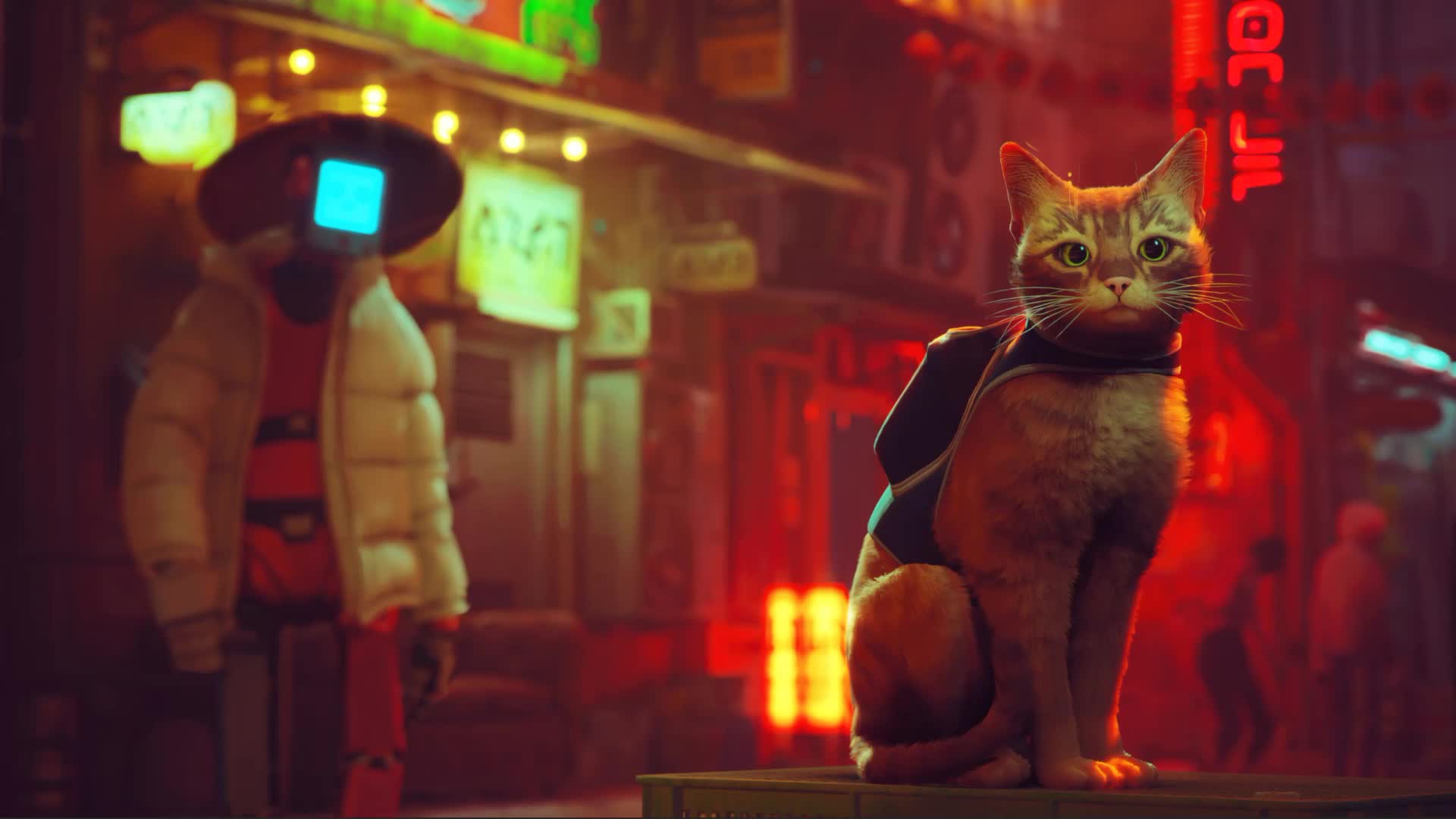 Stray Live Wallpaper