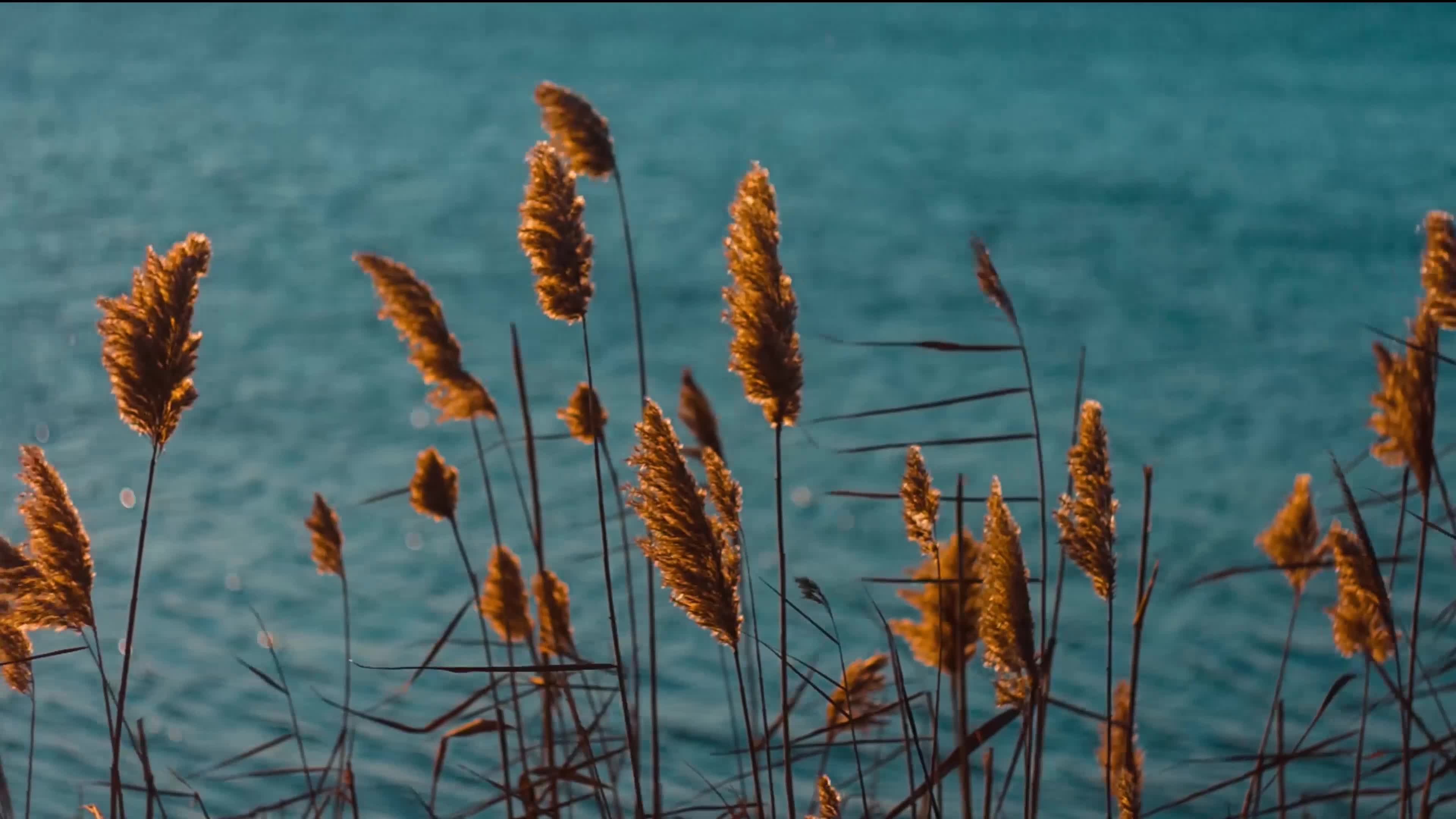 Rivers 007 Lively Wallpaper