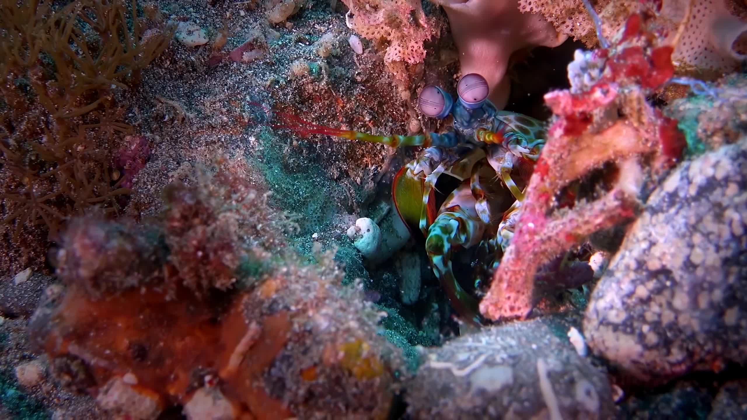 Sea Creatures 001 Lively Wallpaper