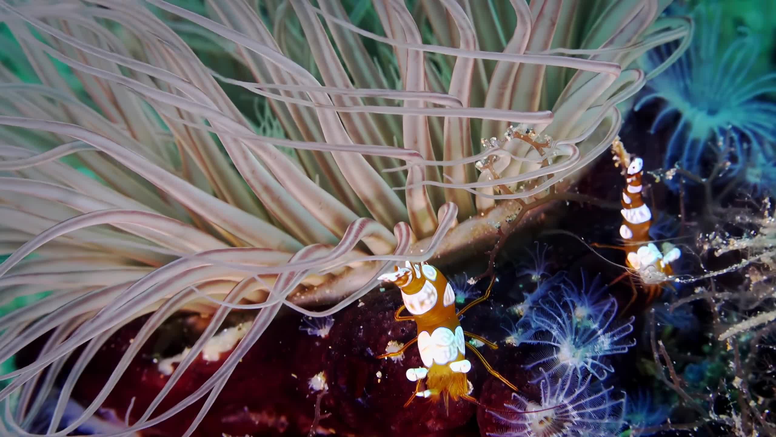 Sea Creatures 003 Lively Wallpaper