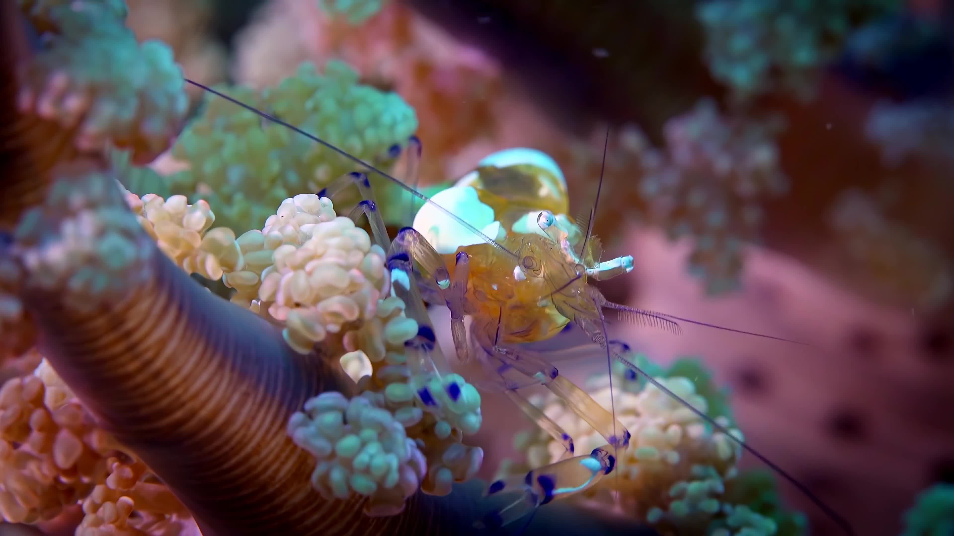 Sea Creatures 002 Lively Wallpaper