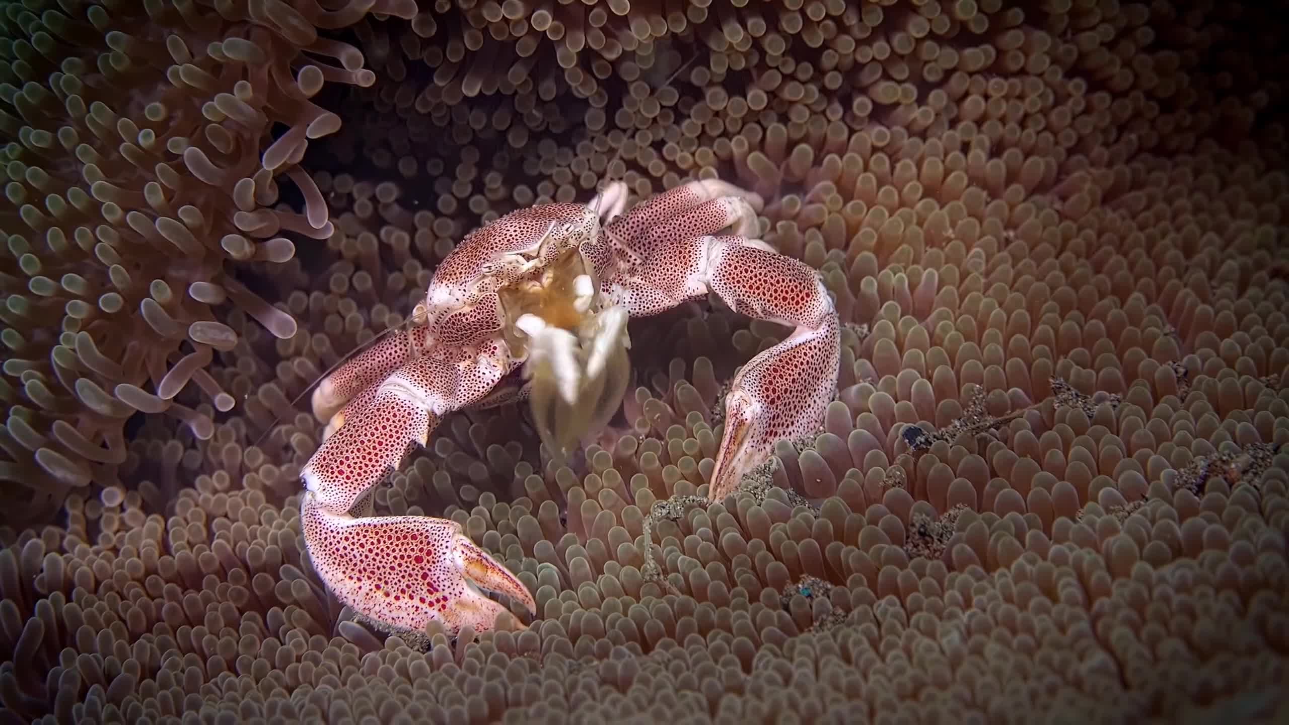 Sea Creatures 004 Lively Wallpaper