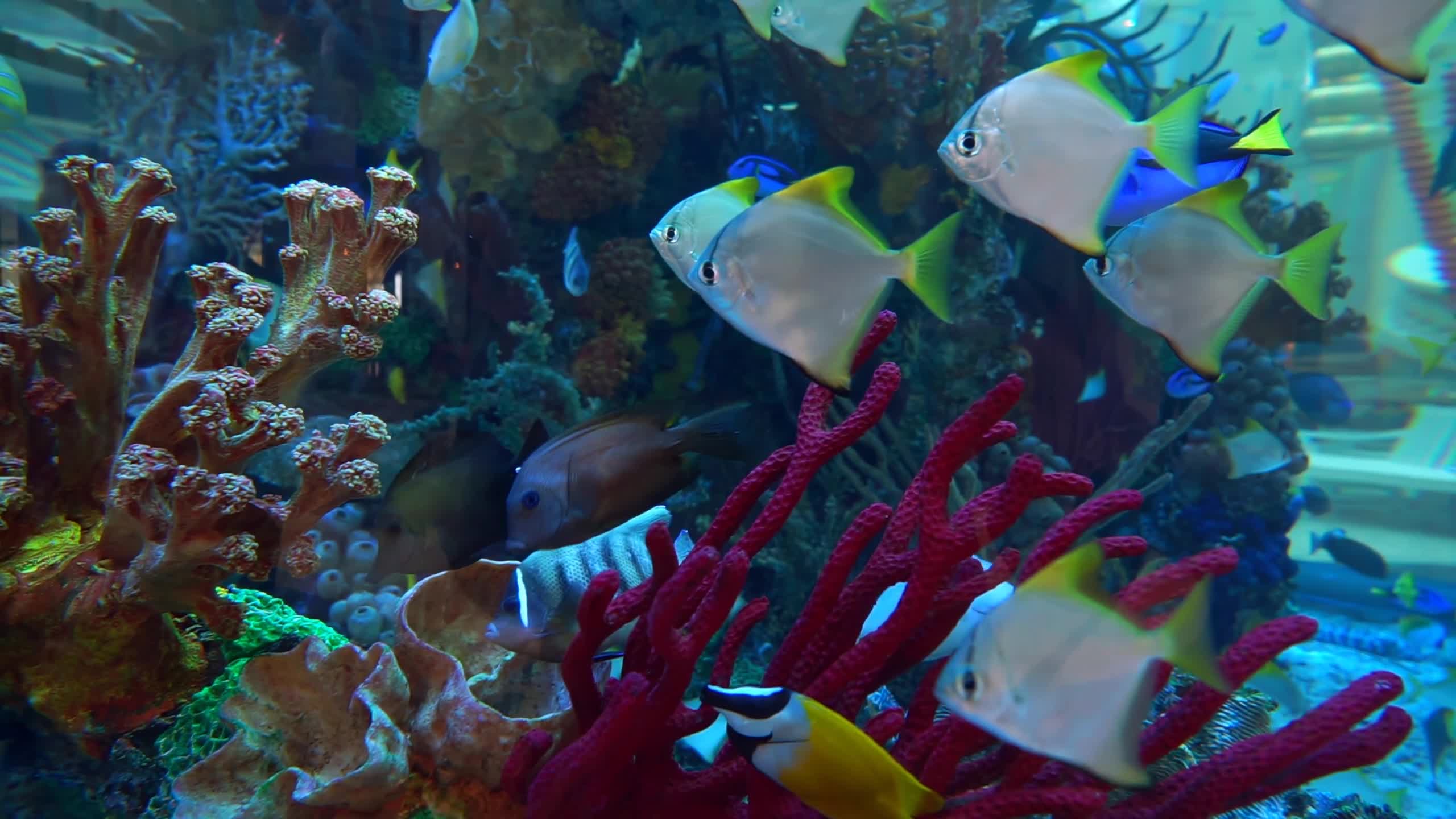 Sea Creatures 006 Lively Wallpaper