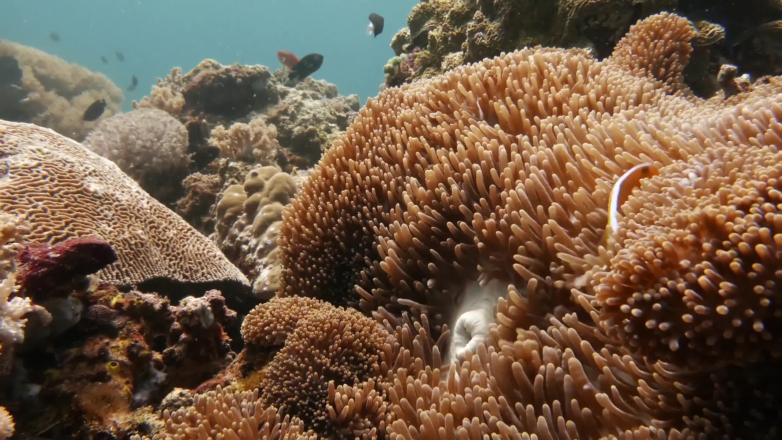 Sea Creatures 007 Lively Wallpaper