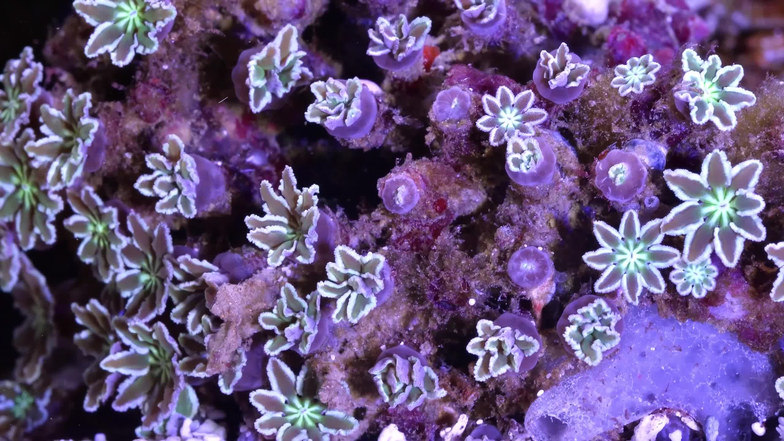 Sea Creatures 008 Lively Wallpaper