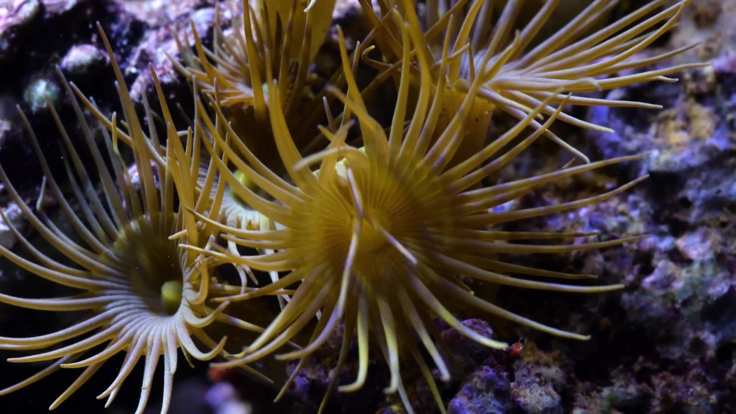 Sea Creatures 0010 Lively Wallpaper