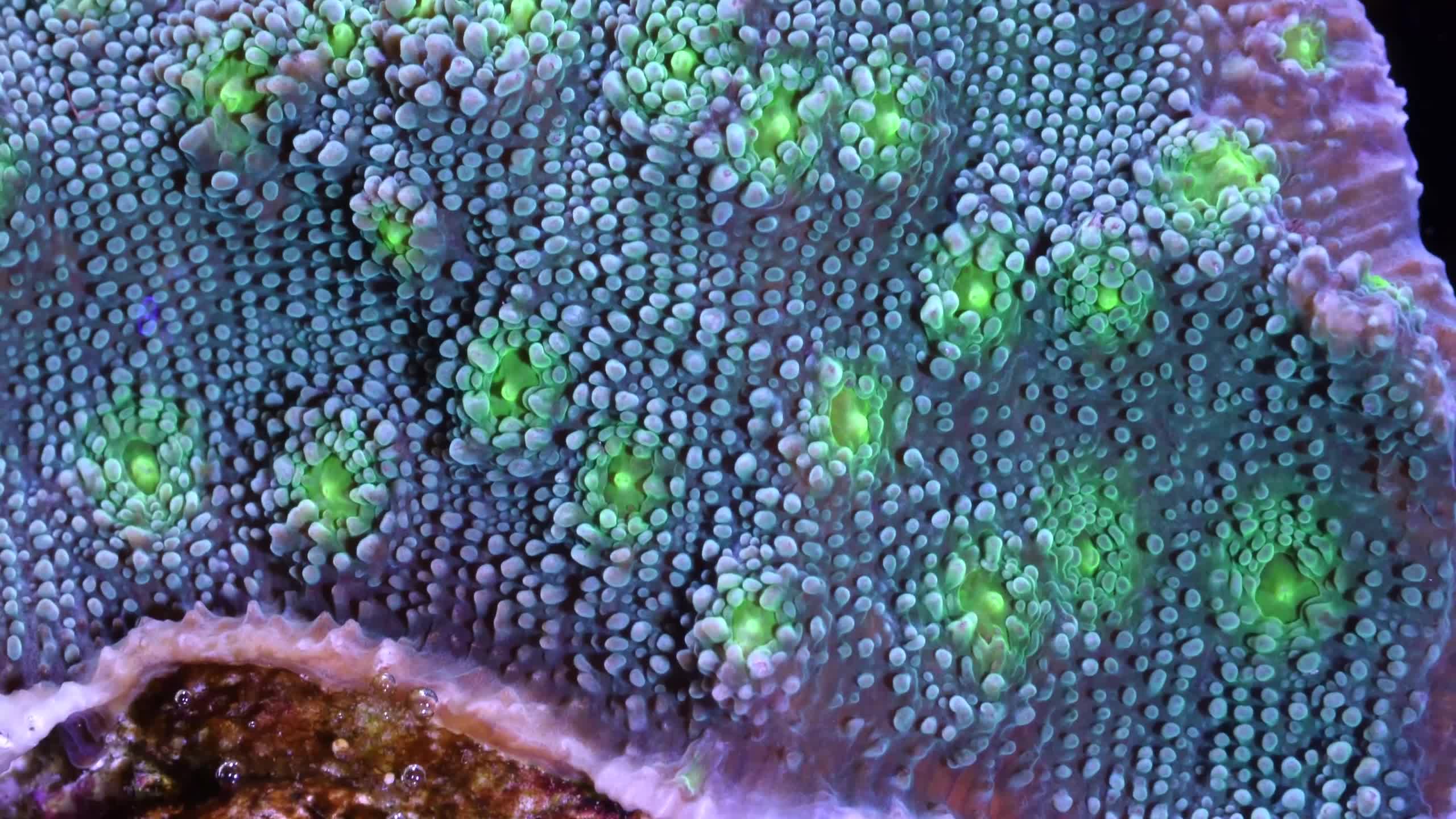 Sea Creatures 009 Lively Wallpaper