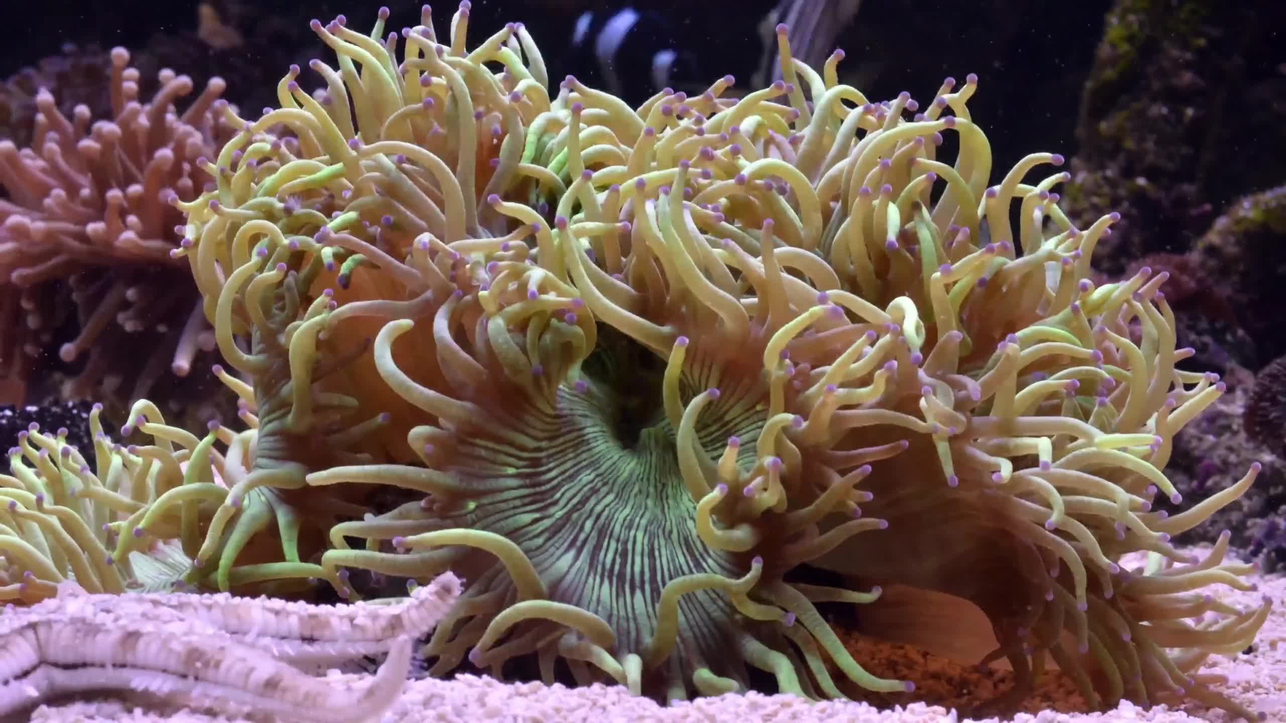 Sea Creatures 0011 Lively Wallpaper