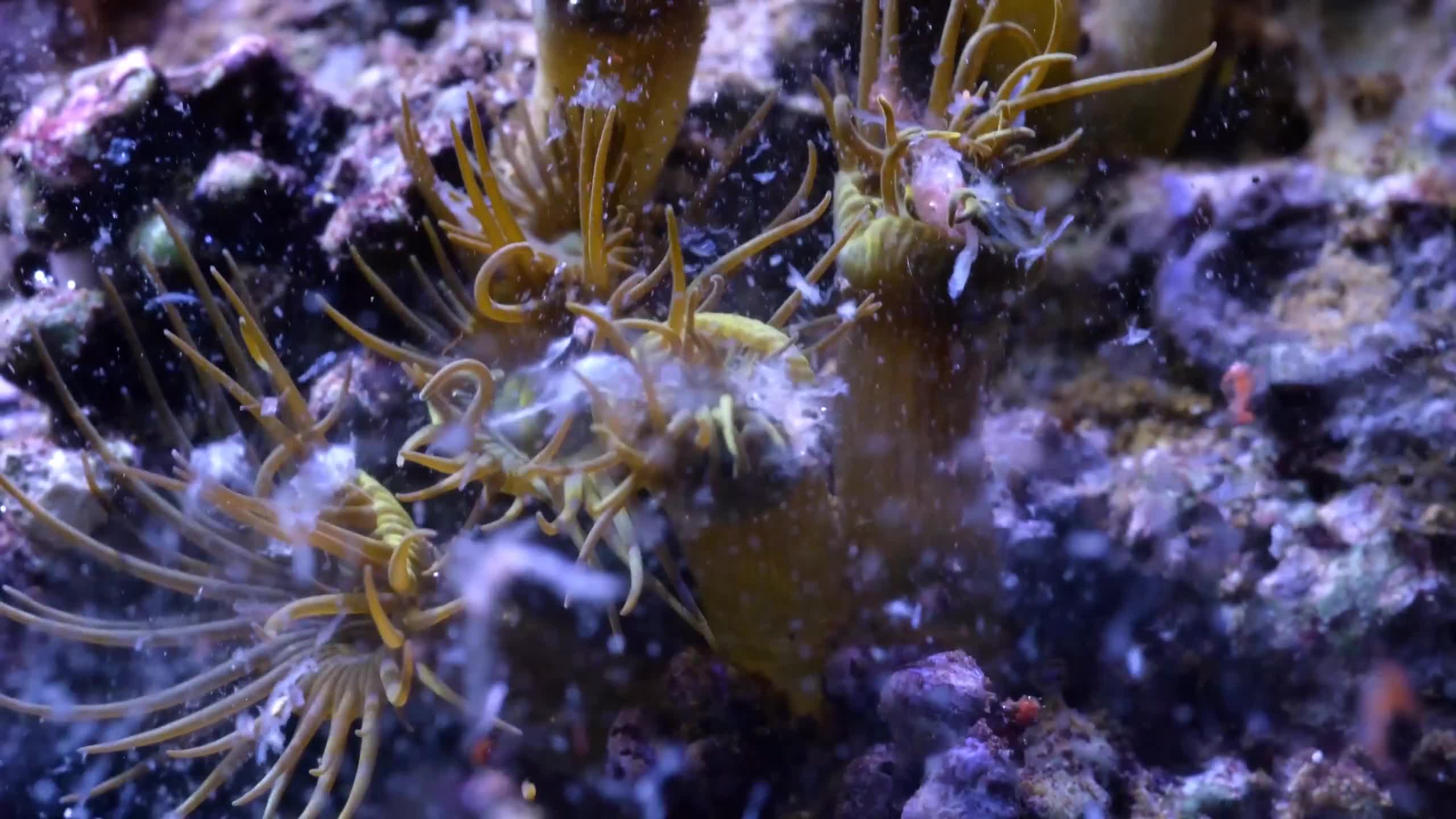 Sea Creatures 0012 Lively Wallpaper