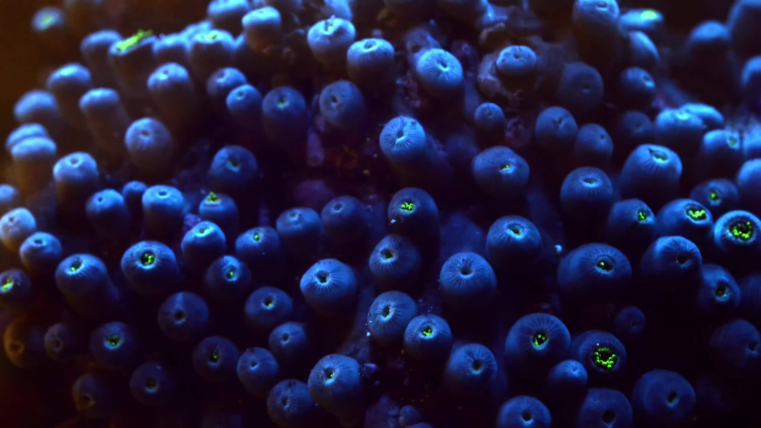 Sea Creatures 013 Lively Wallpaper