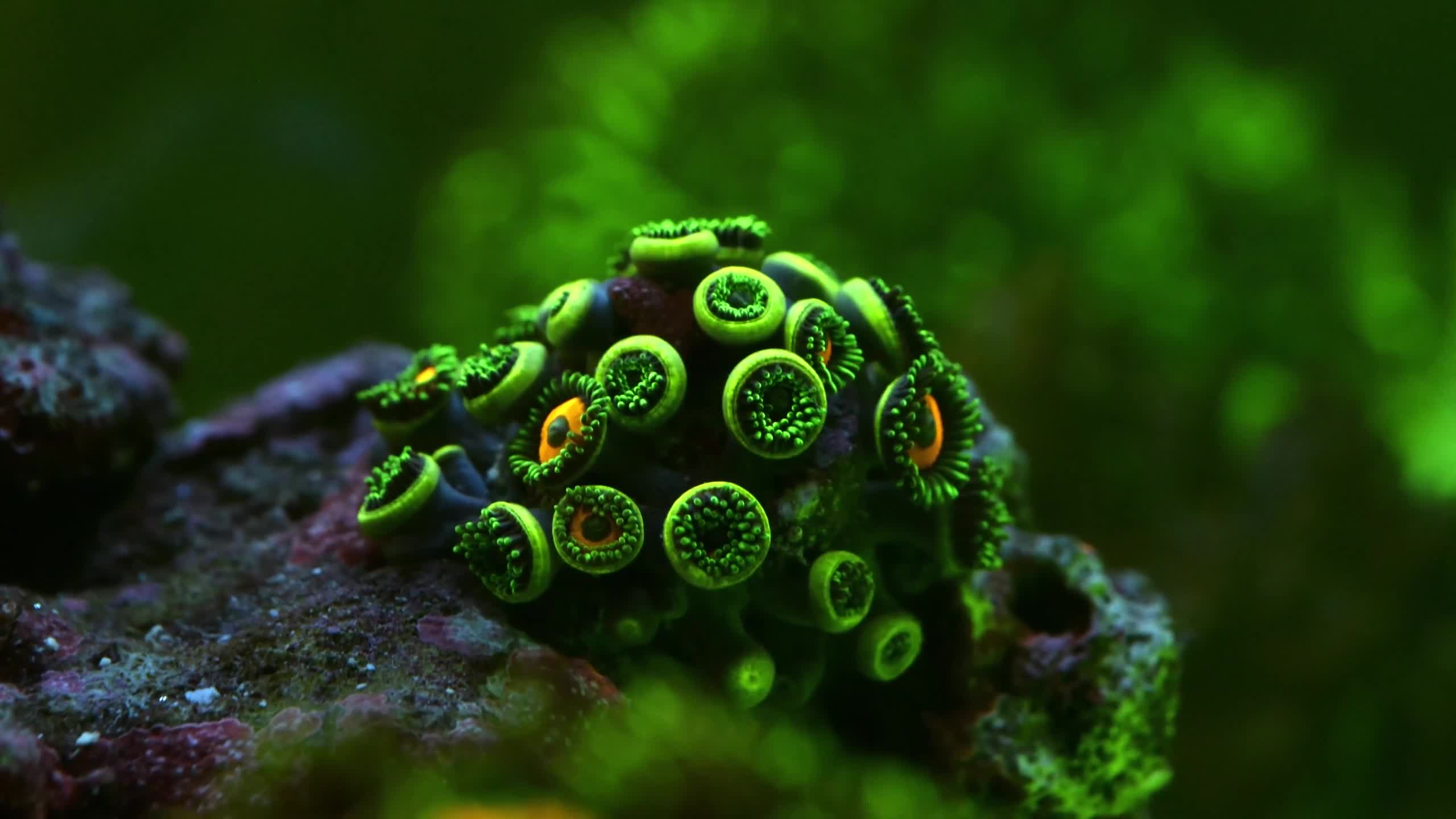 Sea Creatures 014 Lively Wallpaper