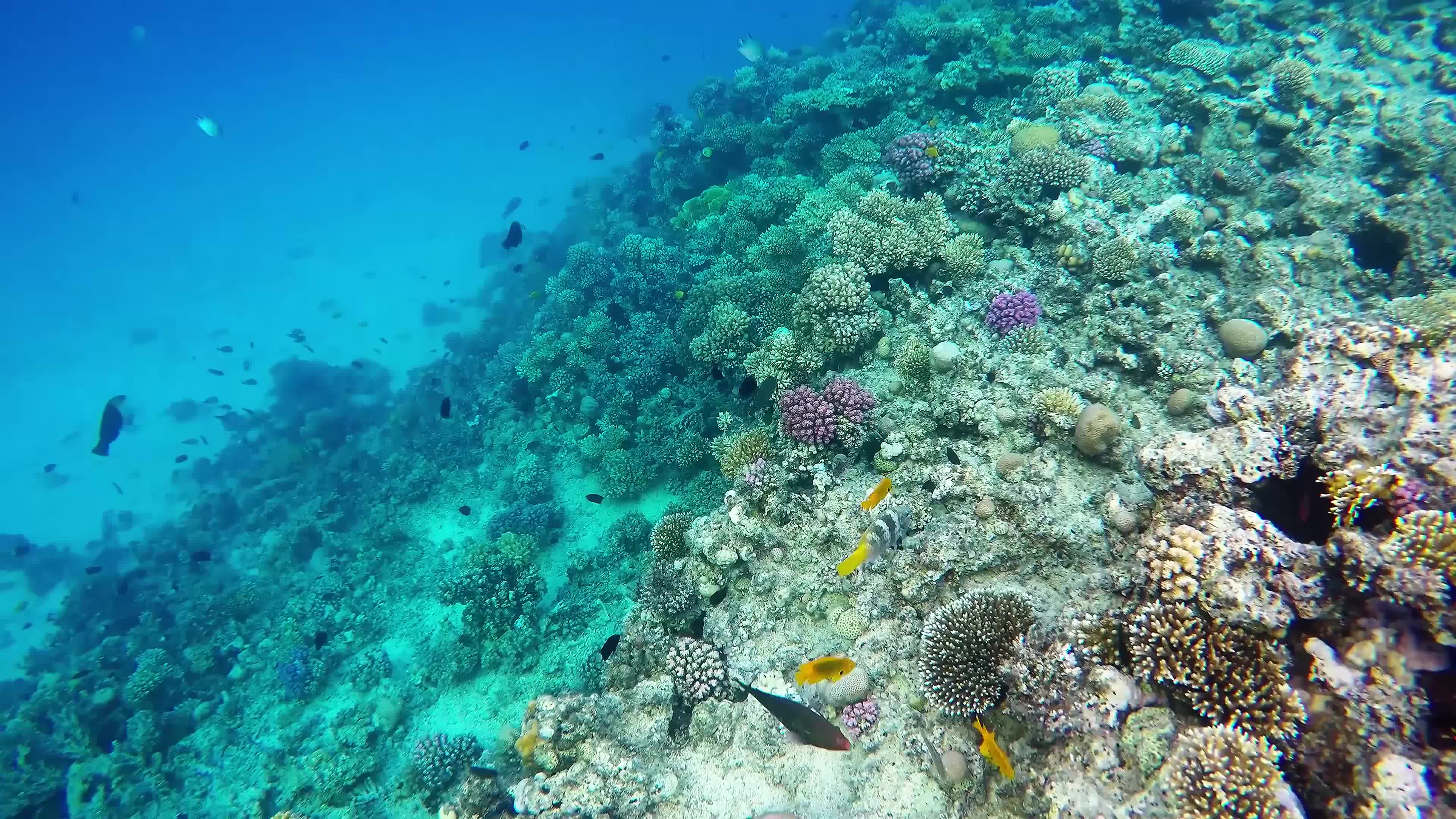 Sea Creatures 016 Lively Wallpaper