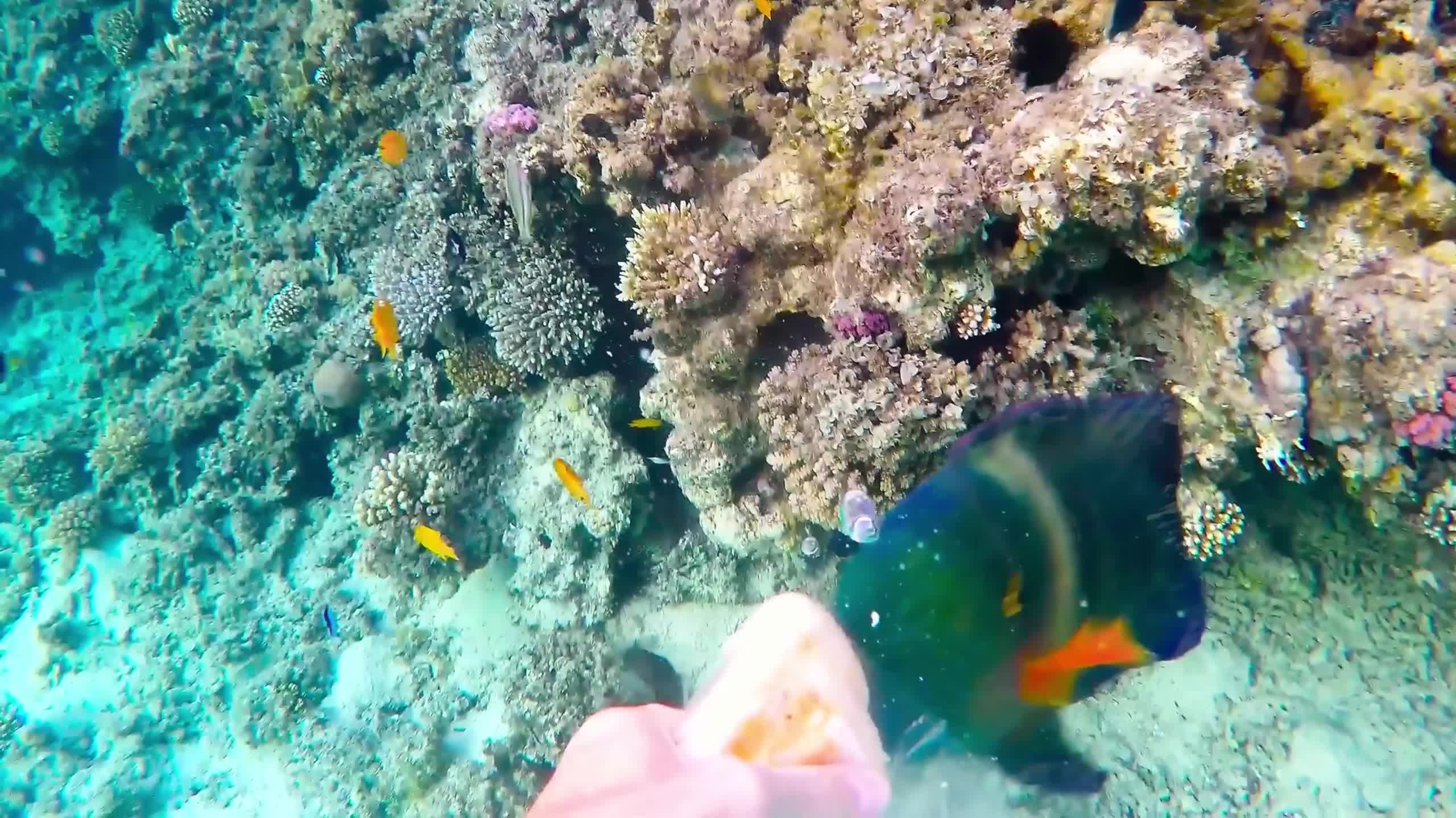 Sea Creatures 015 Lively Wallpaper