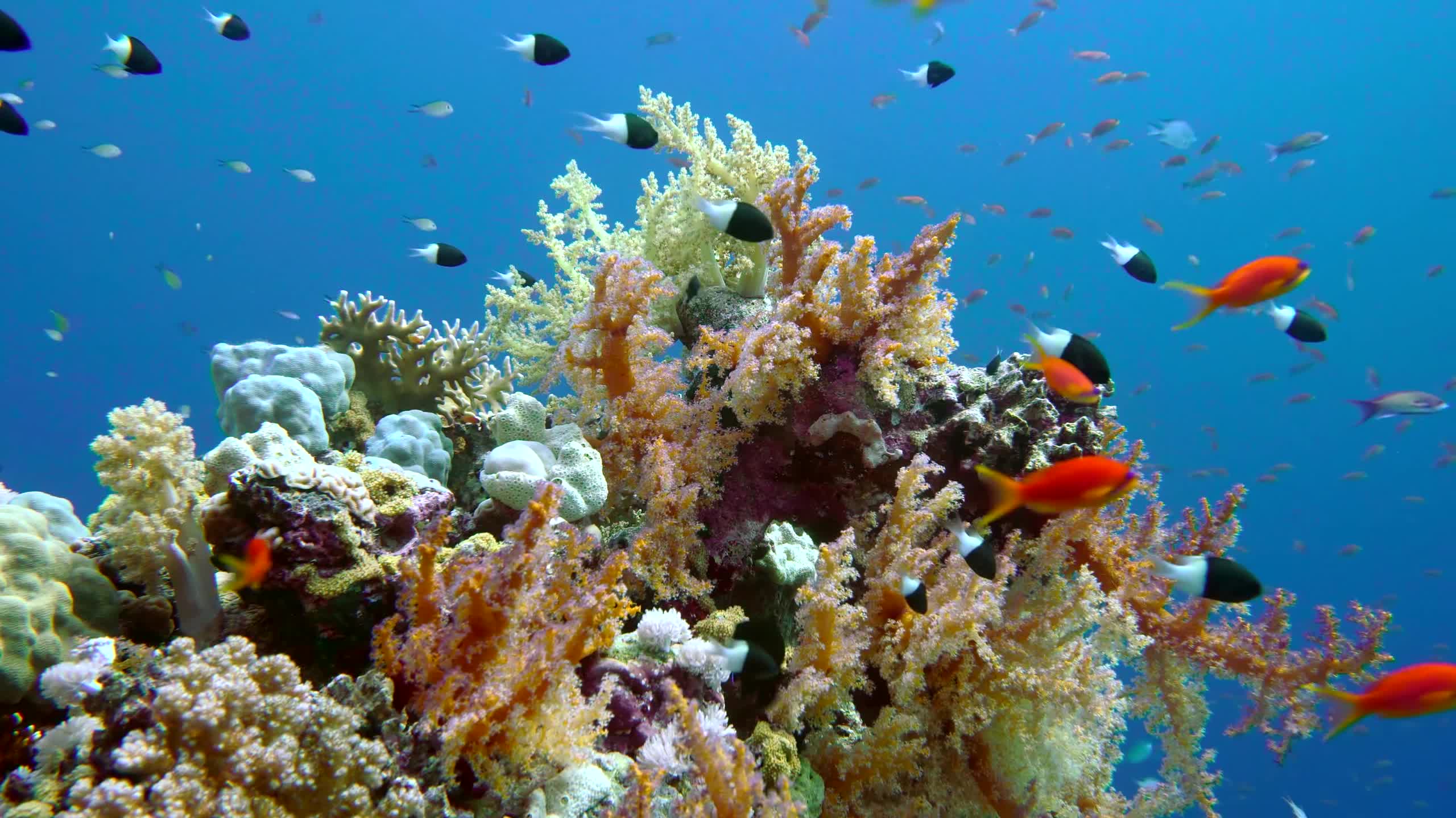 Sea Creatures 018 Lively Wallpaper