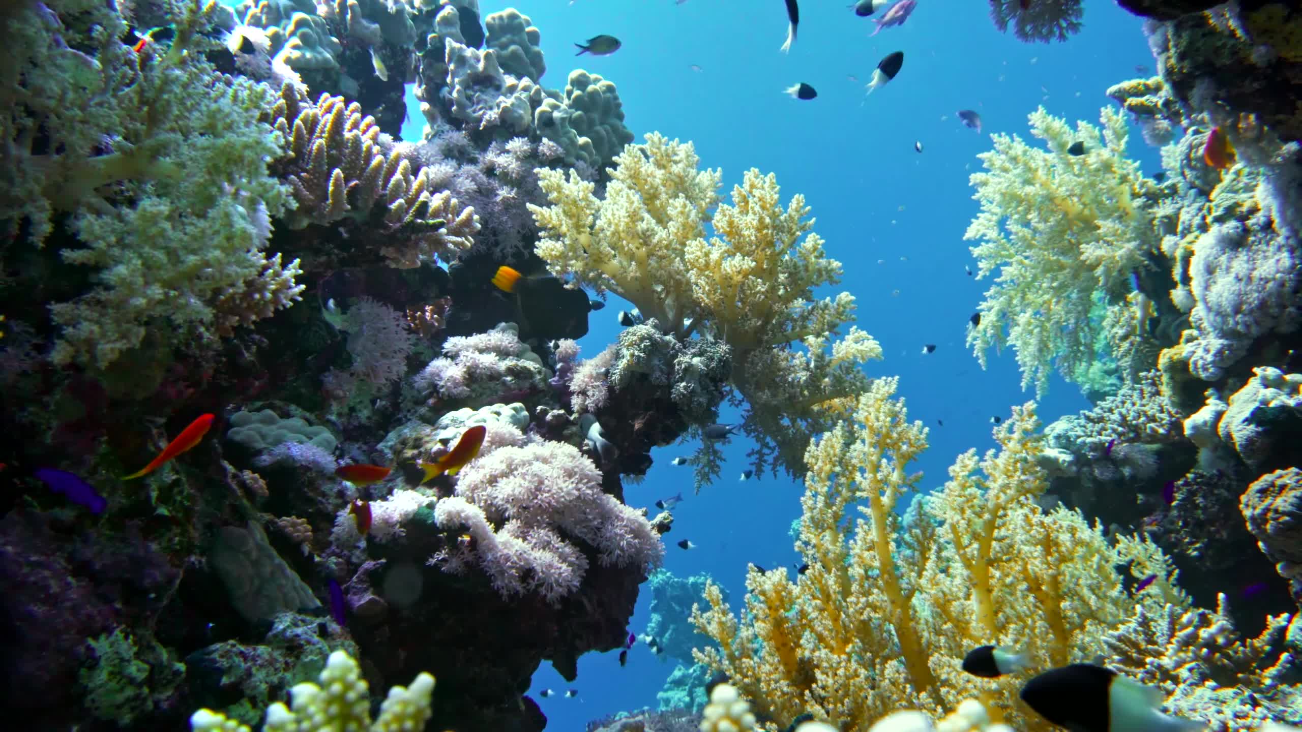 Sea Creatures 017 Lively Wallpaper