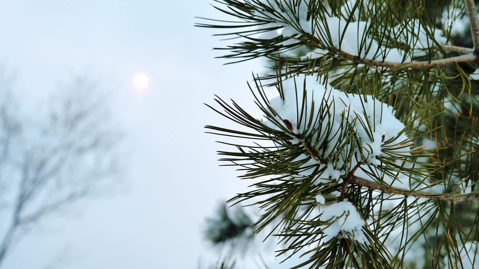 Snow 015 Lively Wallpaper