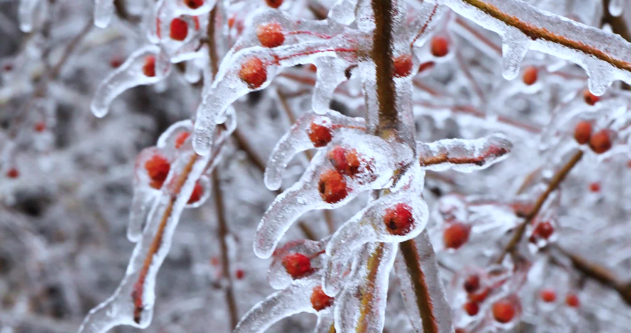 Snow 026 Lively Wallpaper