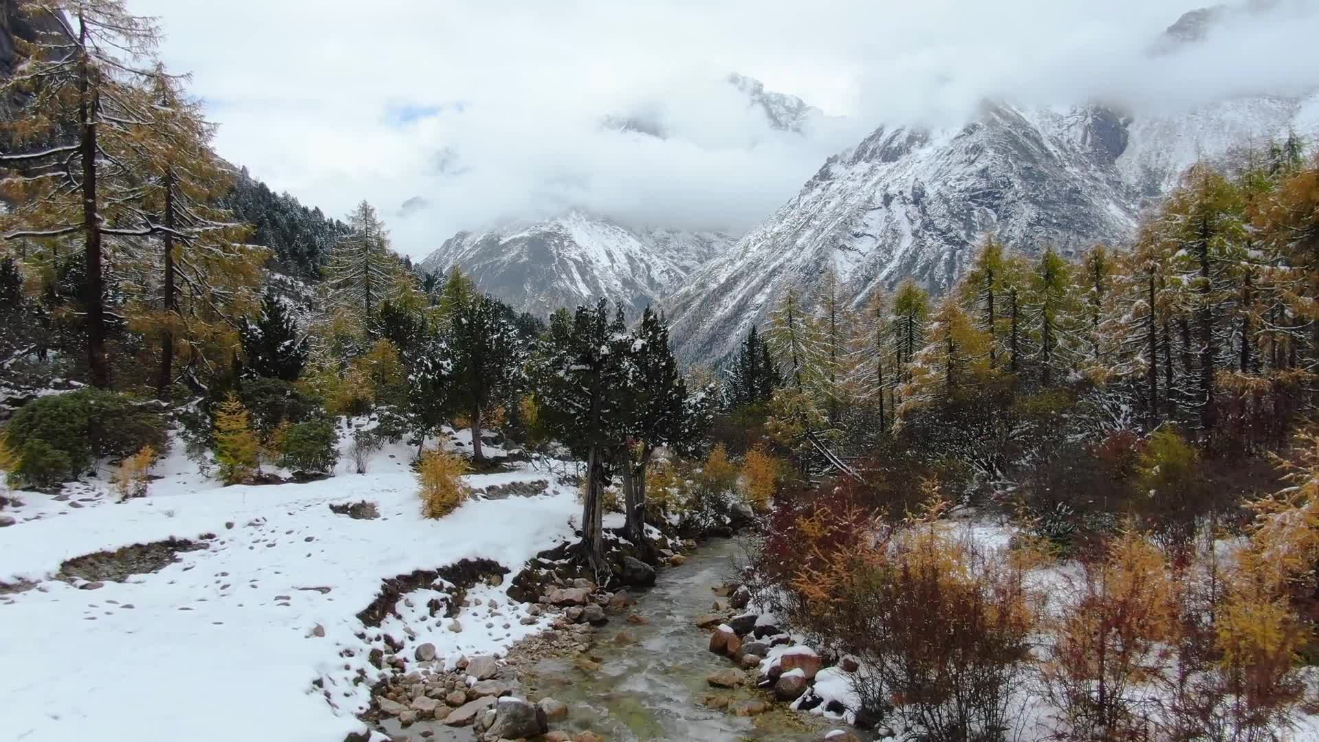 Snow 025 Lively Wallpaper