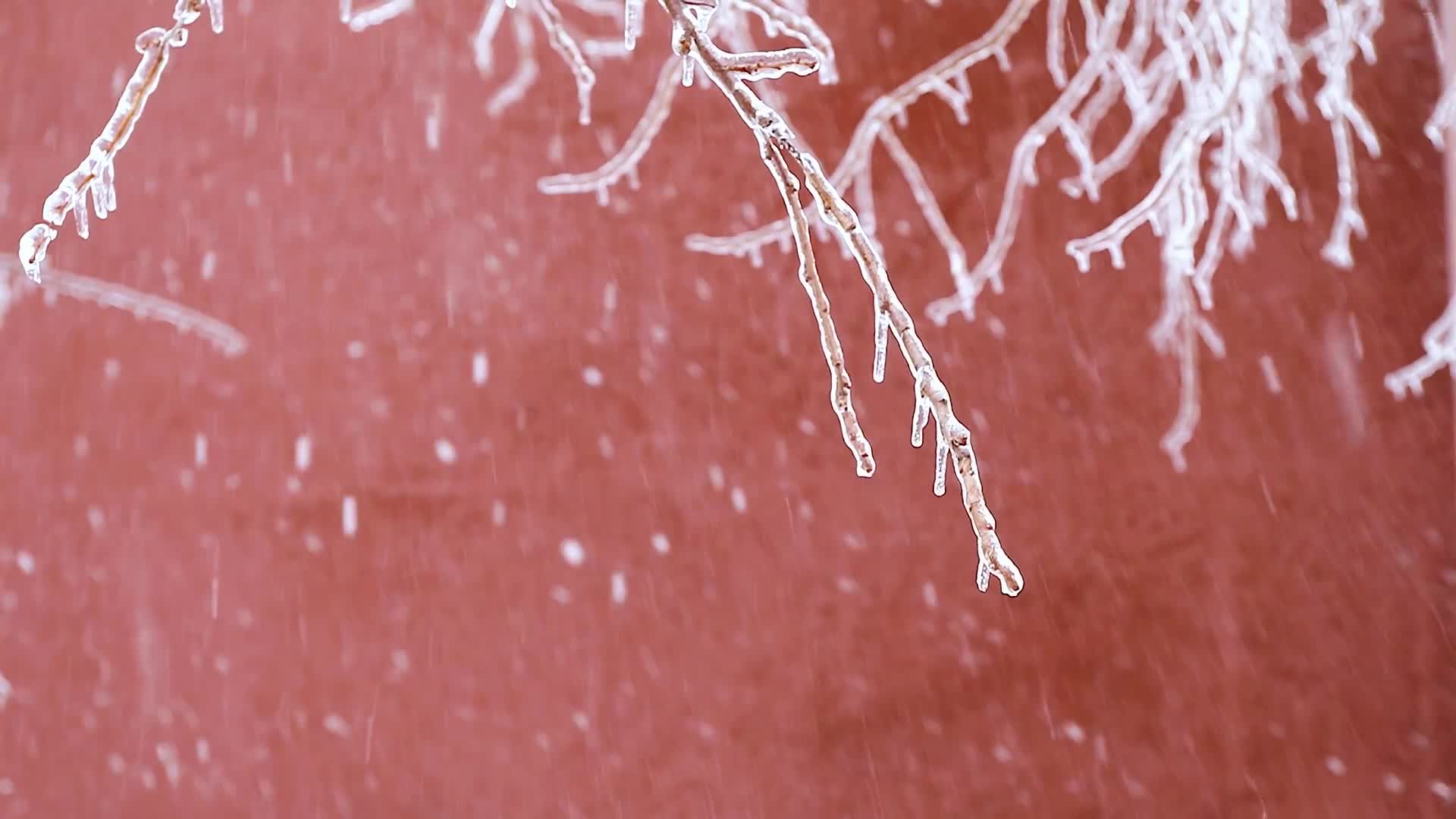 Snow 029 Lively Wallpaper