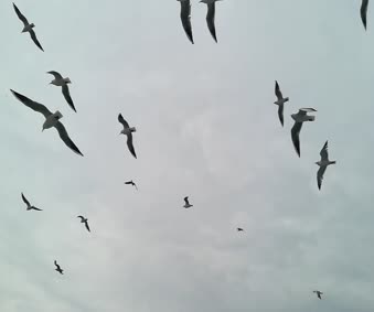 Flying Birds Live Video Wallpaper