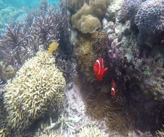 The Real Nemo Live Wallpaper