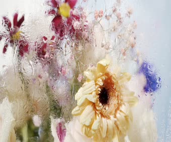 Wet Colorful Flowers Live Wallpaper