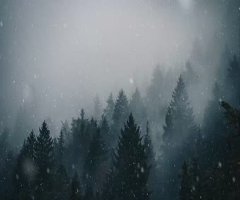 Snowfall In Forest Live Wallpaper