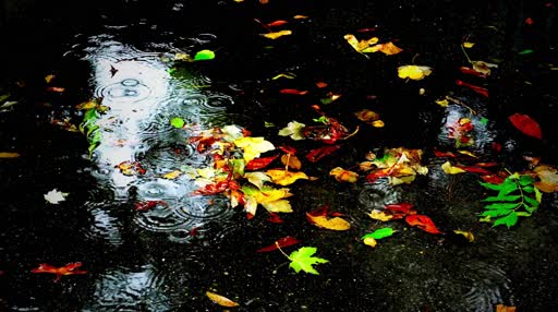 Autumn 4k live wallpaper