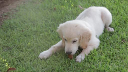 Puppy PC Live Wallpaper