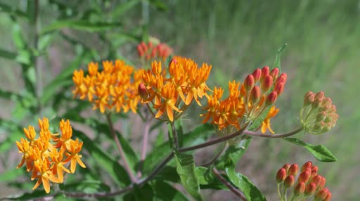 wildflower heart wallpaper