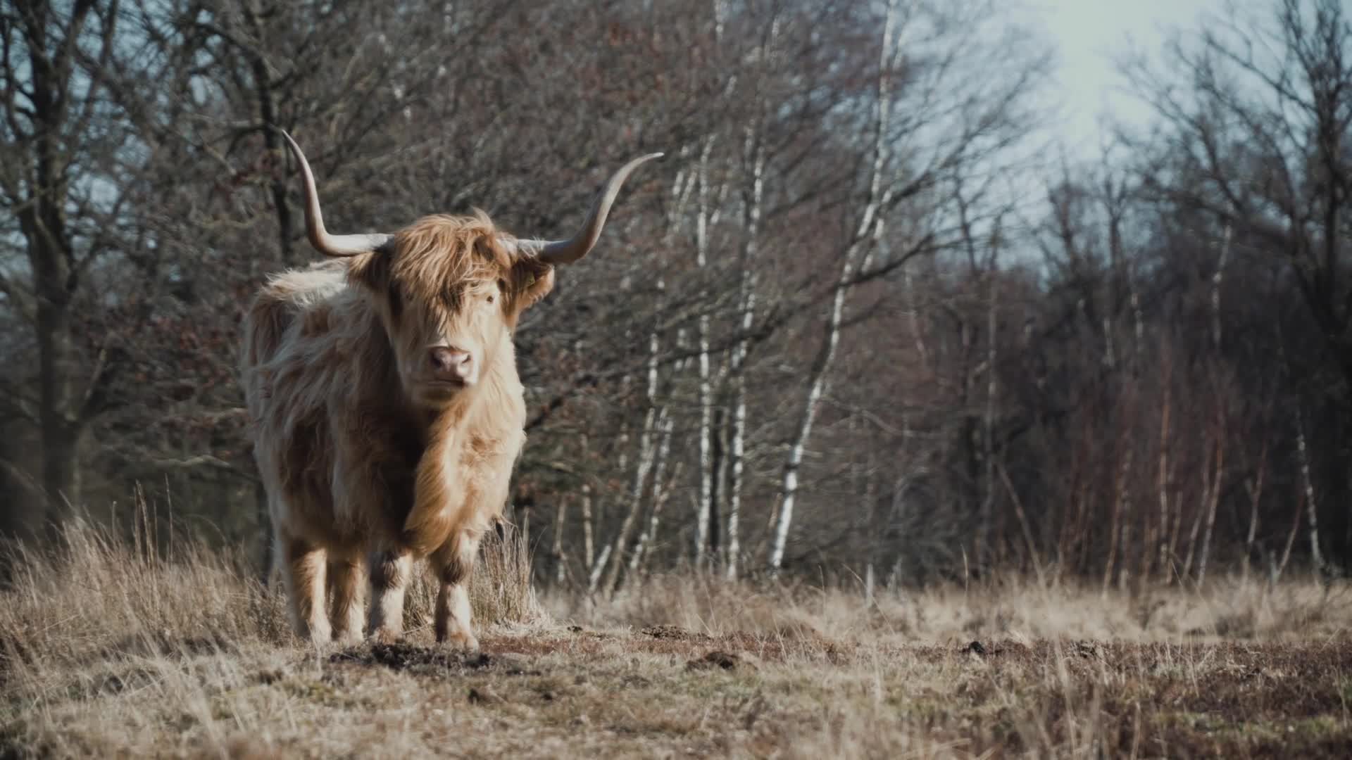 Highland Cows - 65903