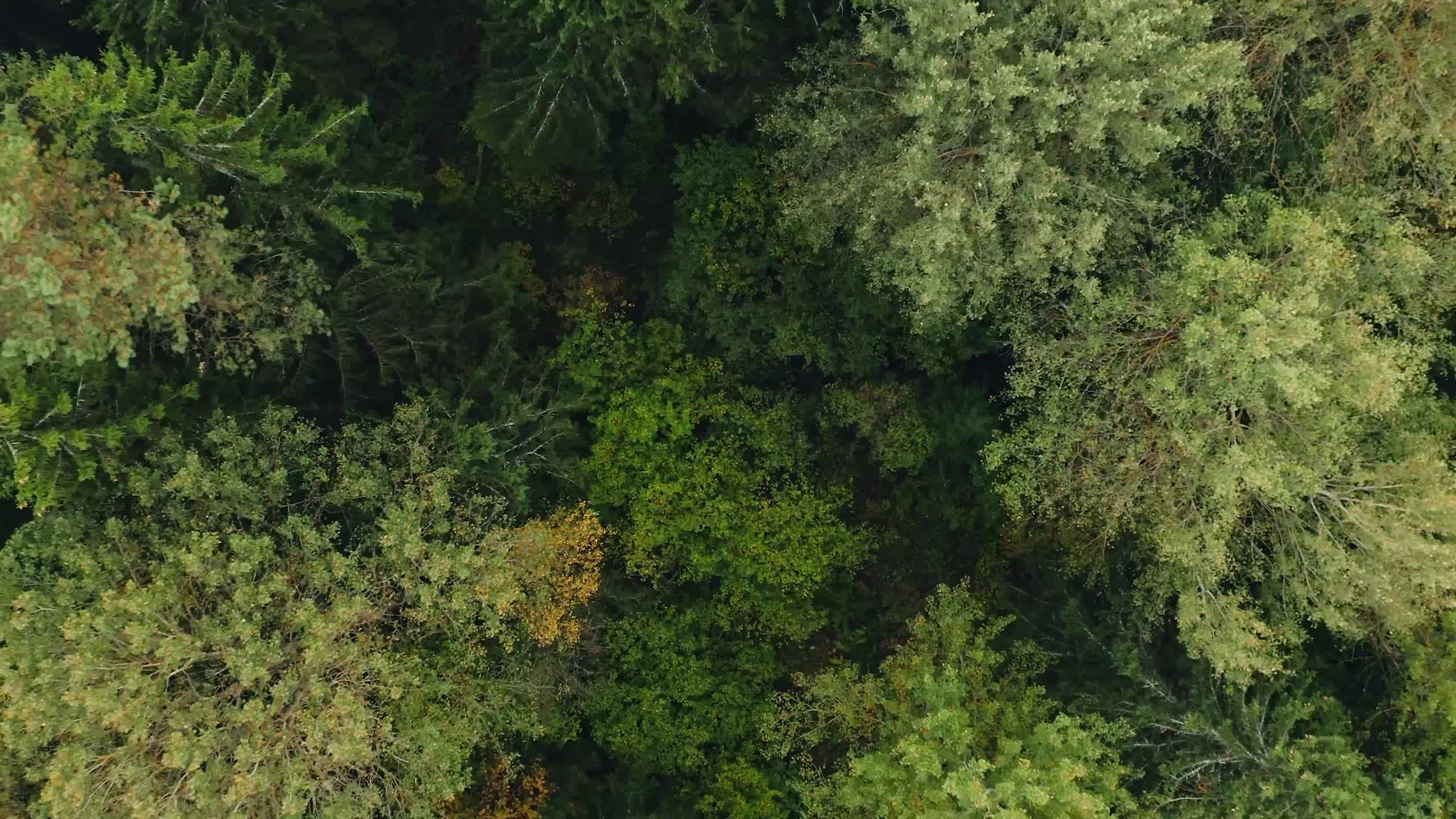 Forest Drone Live Wallpaper