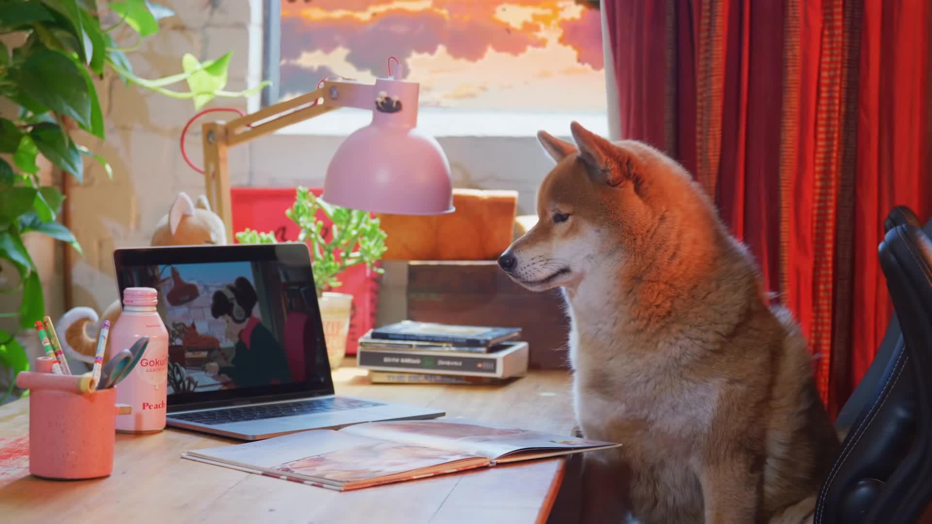 Shiba Inu Music Live Wallpaper