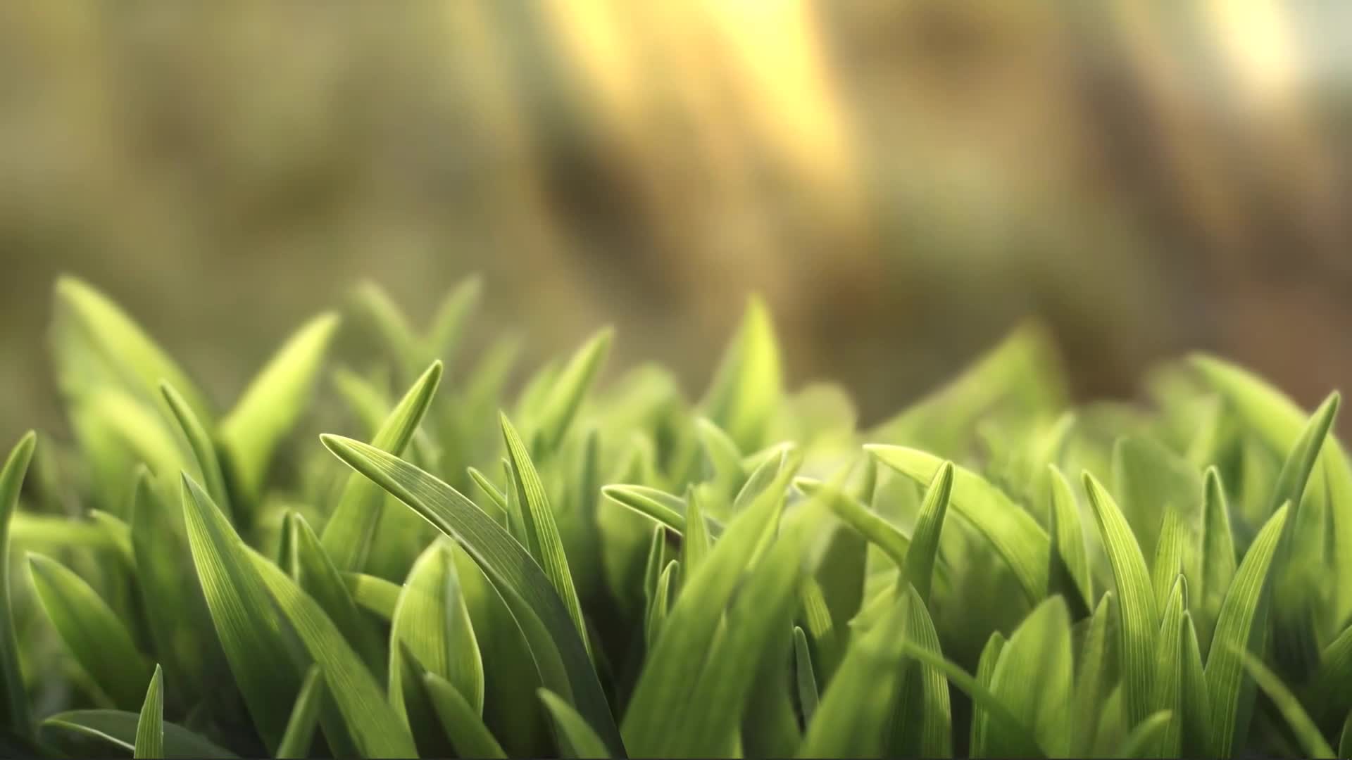 Green Grass Live Wallpaper