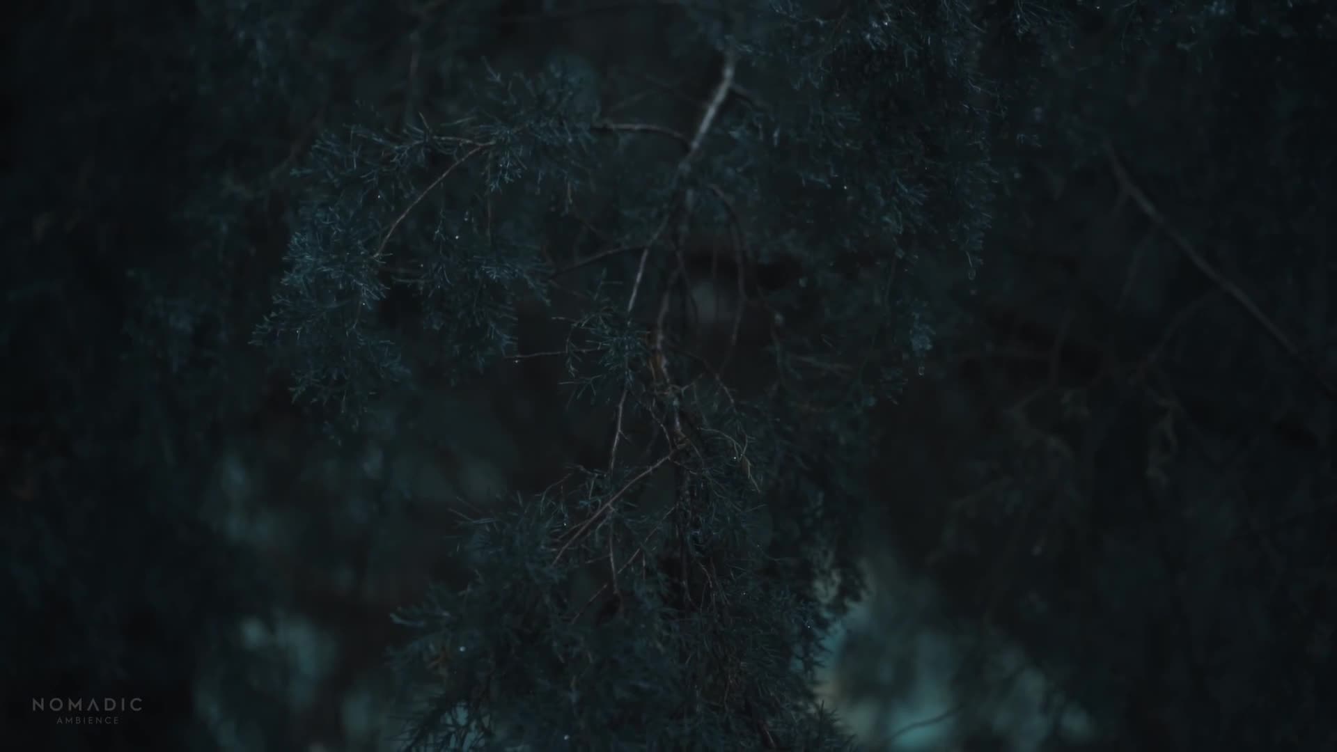 Pine Forest Live Wallpaper