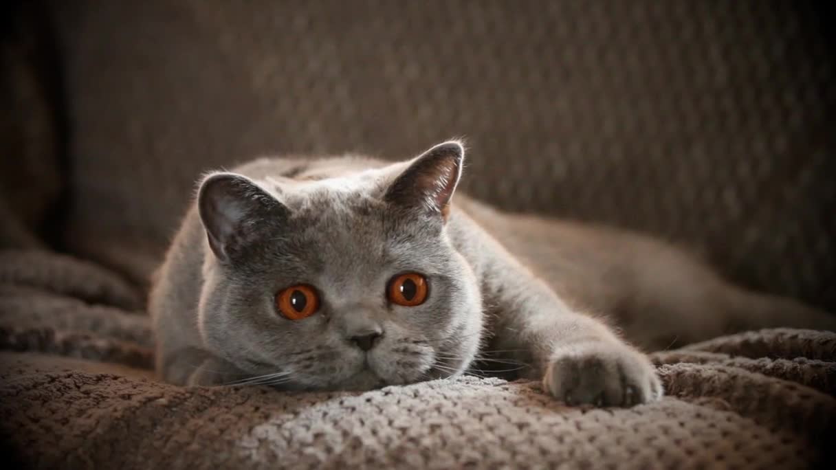 Cat Look Live Wallpaper