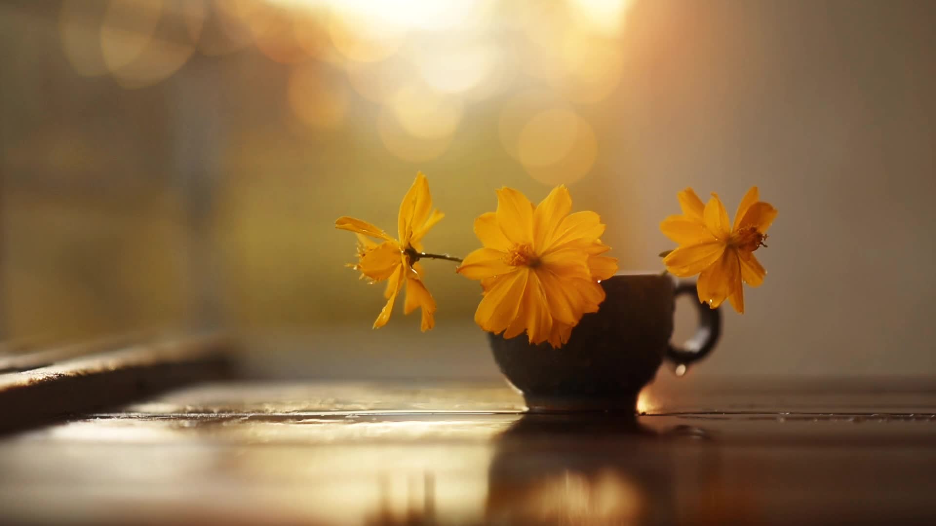 Drops on Flowers Live Wallpaper