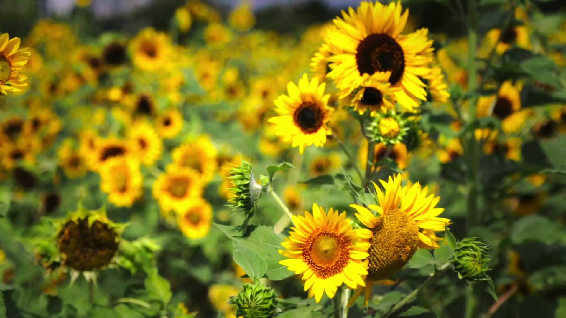 Summer Sunflowers HD Live Wallpaper