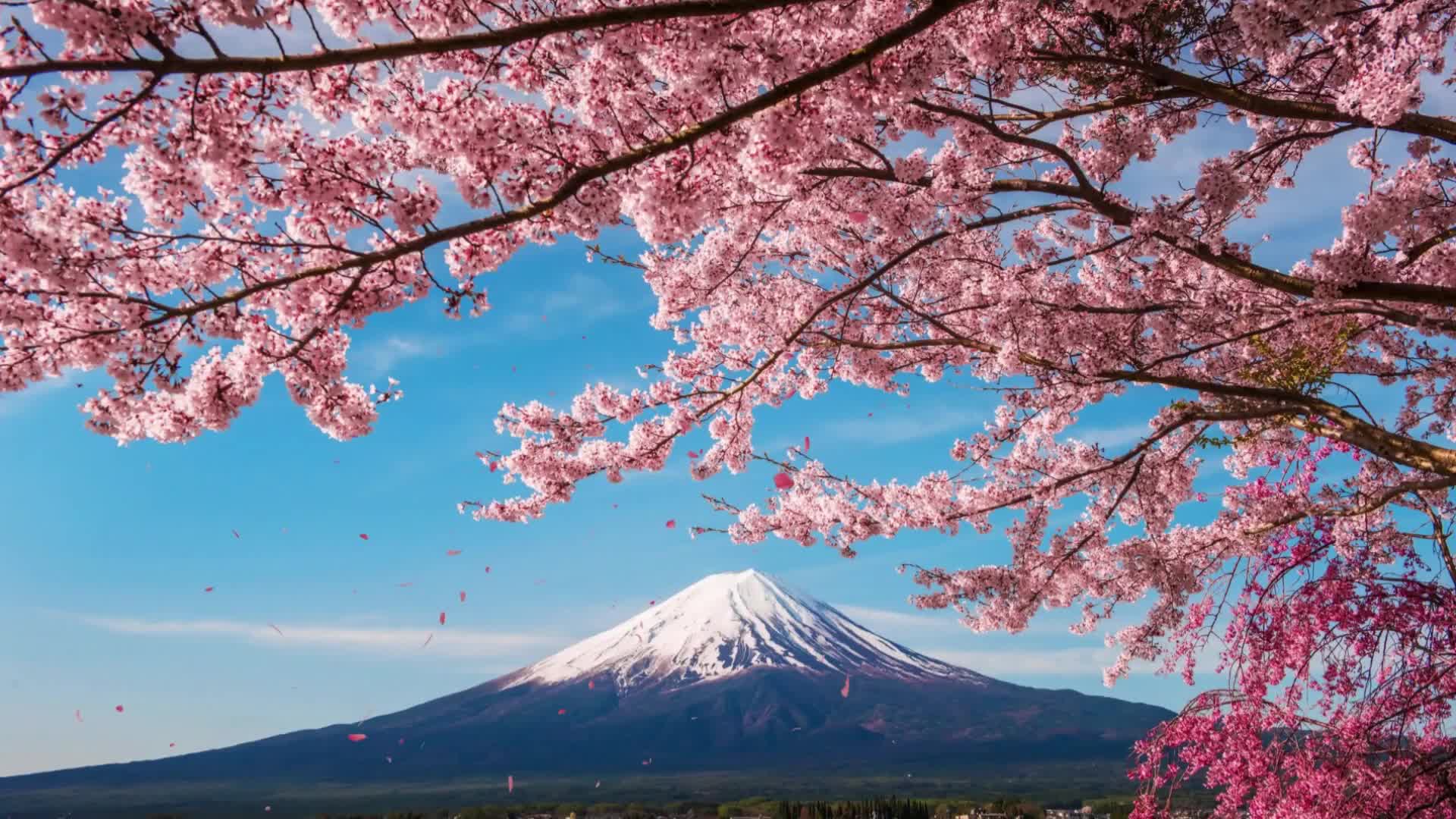 Japans Majestic Peaks And Cherry Blossoms 1920x1080 Live Wallpaper