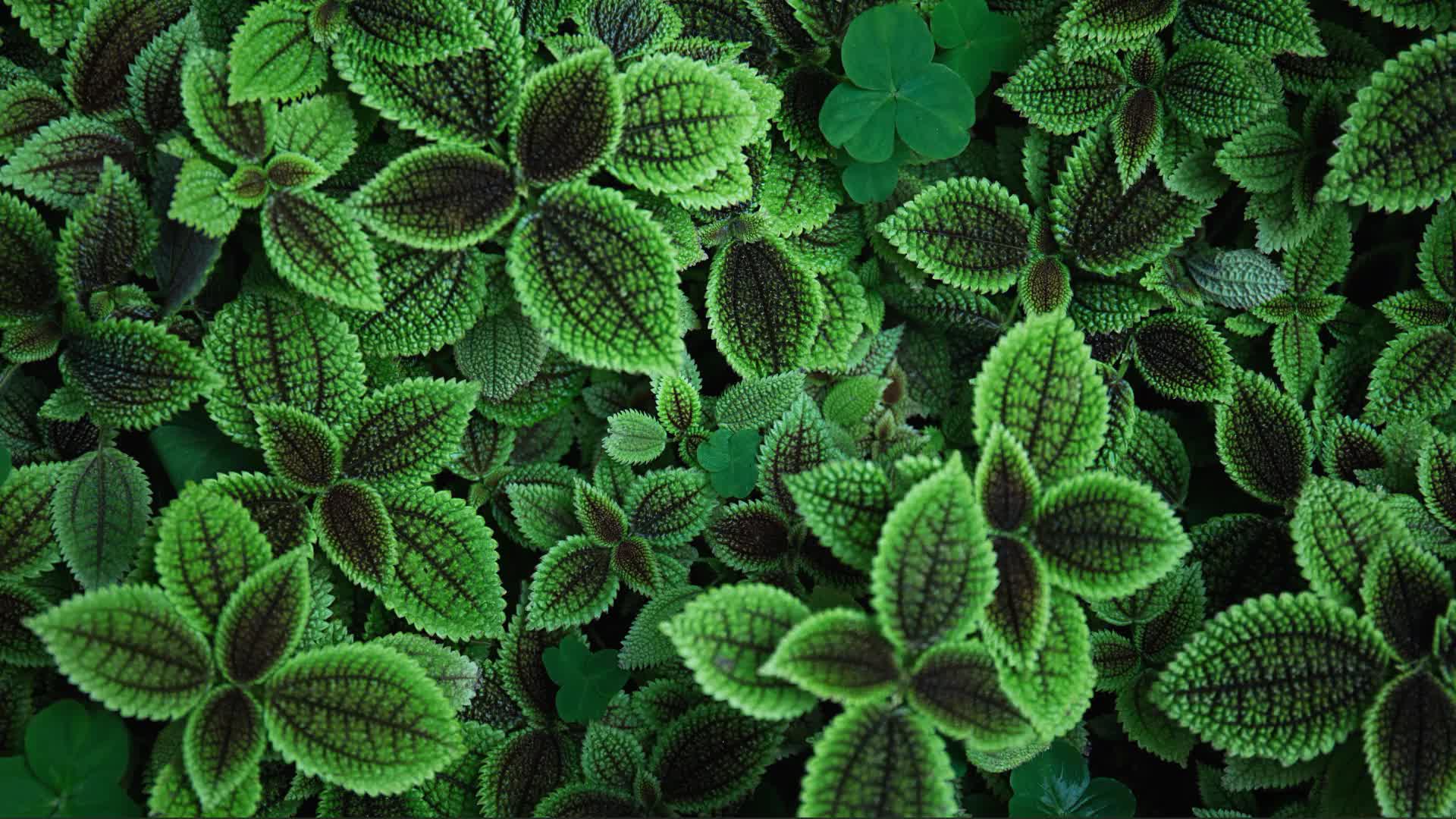 Animated Green Leaves Background Live Wallpaper