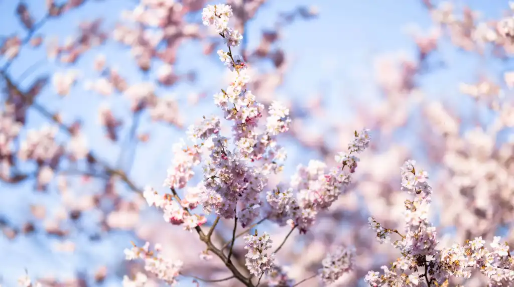 Sakura Light Live Wallpaper