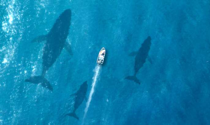Whales Swimming Beneath Boat Live Wallpaper