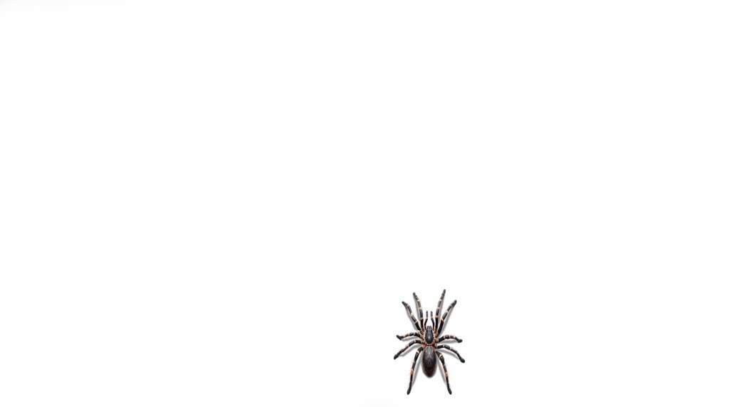 Spider (Araignée) Live Wallpaper
