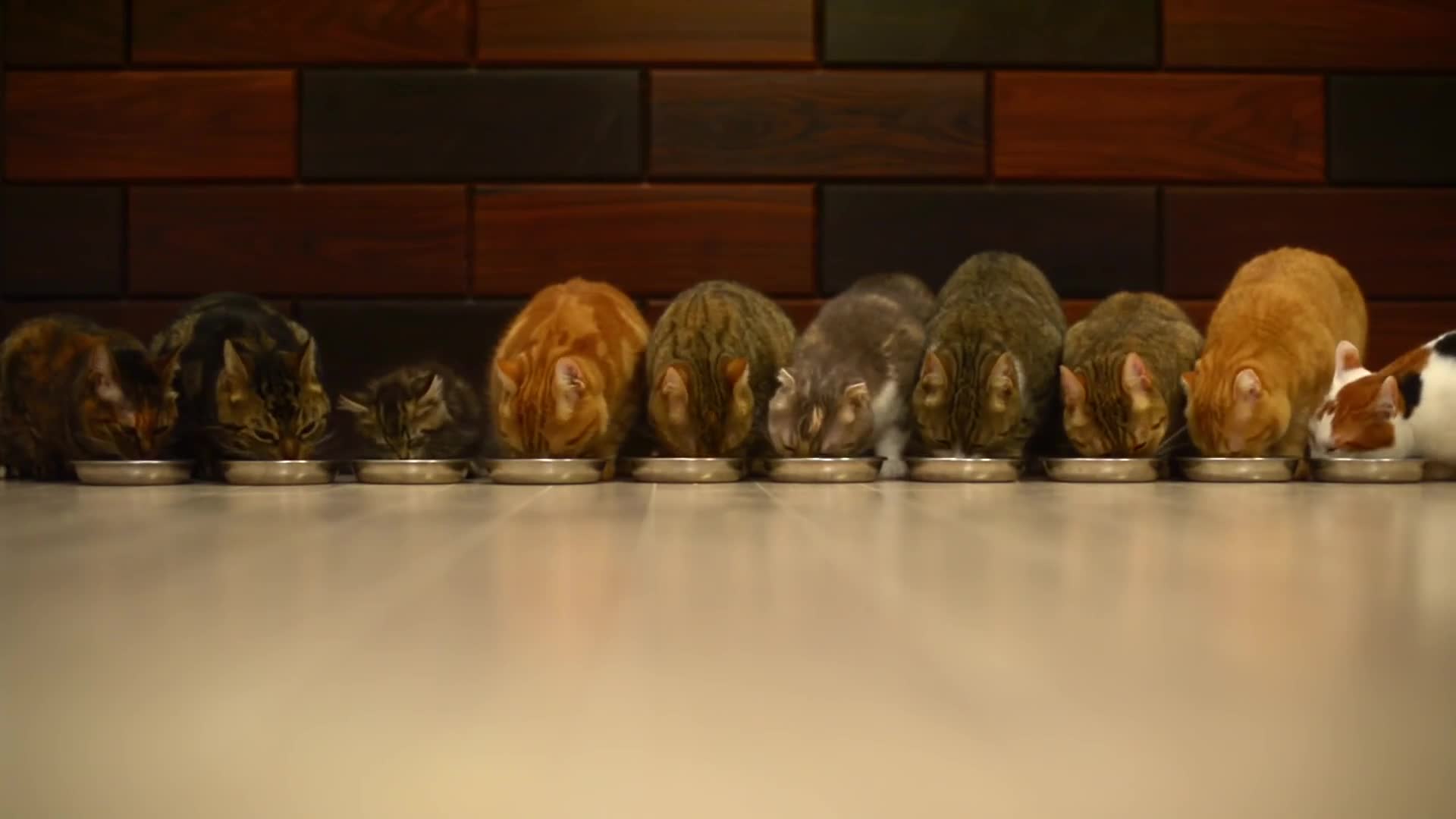 10 Cats vs Food HD LIve Wallpaper
