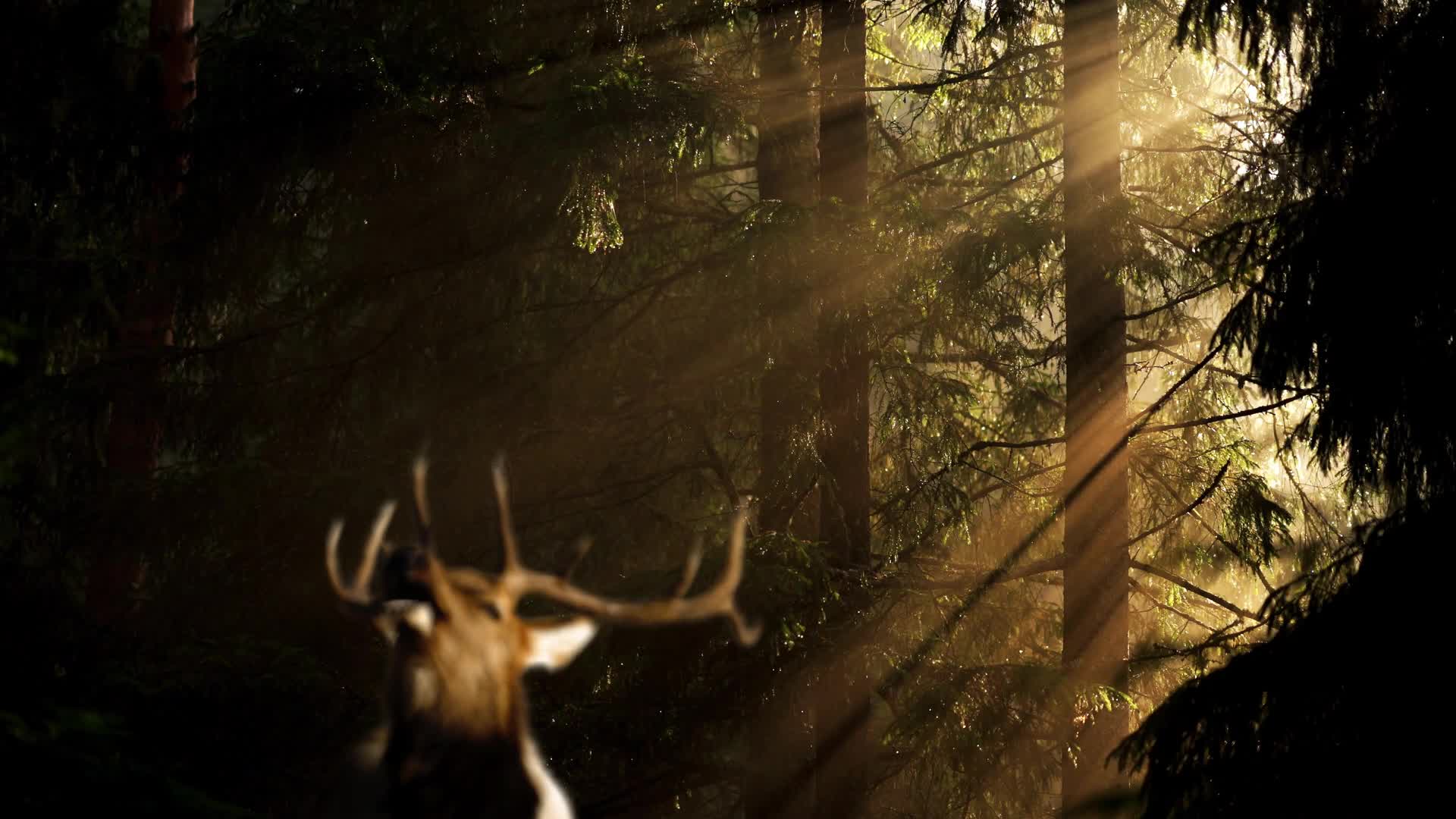 Nature Forest HD Live Wallpaper