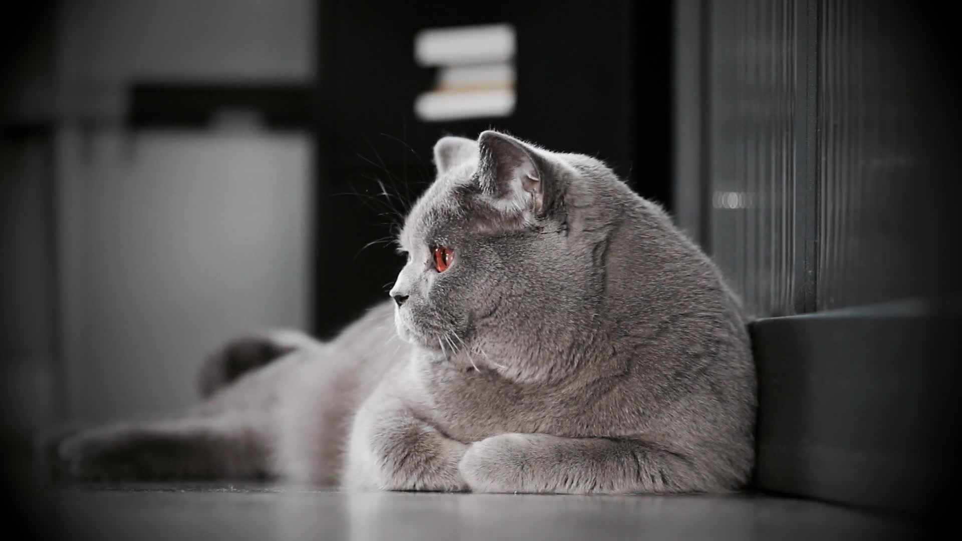 The Observing Cat HD Live Wallpaper