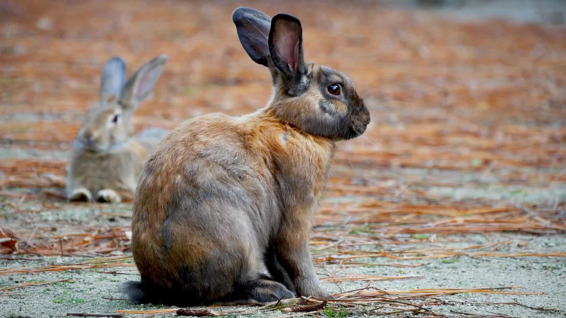 Rabbit Island In Japan Live Wallpaper