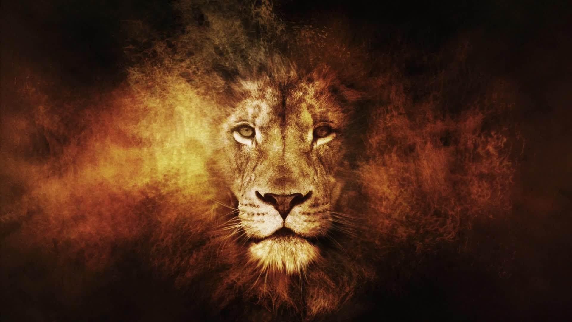 Lion  Head  In  Fire  Fantasy  Live  Wallpaper
